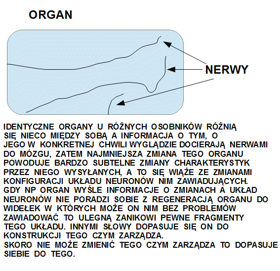 organ nerw